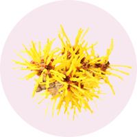 https://laser.sugaringnyc.com/wp-content/uploads/2024/01/witch-hazel.png